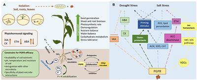 Unlocking PGPR-Mediated Abiotic Stress Tolerance: What Lies Beneath